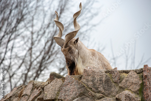 Turkmenian screw-horned goat Turkmenian markhor.
 This is a cloven-hoofed mammal from the genus of mountain goats. The screw-horned goat is an unusually beautiful animal, it fell into the category of 