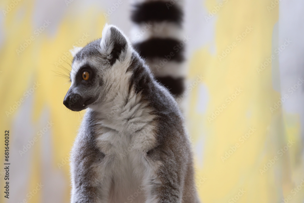 Obraz premium ODENSE ZOO - The lemurs have large eyes, so the others can see at night,Odense,Denmark