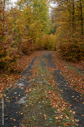 Autumn forest road. View of autumn forest road with fallen leaves Fall season scenery. Epirus Greece