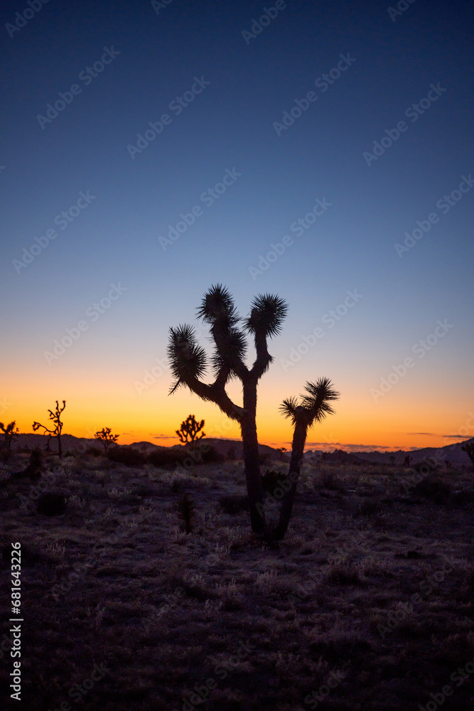 Back light of Joshua trees creating shapes as dawn breaks and the day ends, Joshua Tree NP, California