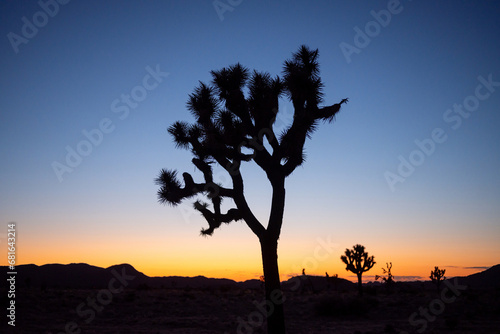 Back light of Joshua trees creating shapes as dusk breaks and the day ends  Joshua Tree NP  California