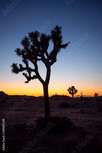 Joshua trees and Mojave desert at dusk, Joshua Tree National Park, CA, USA