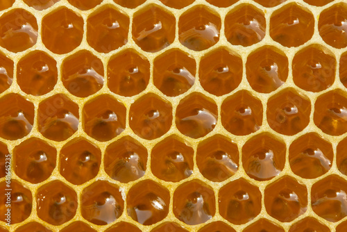 Beautiful new honeycombs with nectar. Active work of bees during honey collection. Inside the hive, the bees create a honeycomb of wax and convert the nectar into honey. 