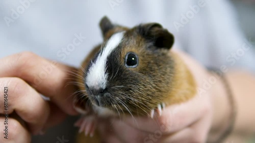 Close up of female vet holding guinea pig on the hand. Gently strokes her calming photo