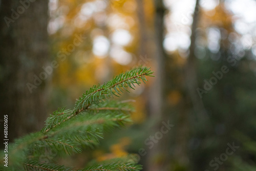 trees with autumnal colors in the mountains