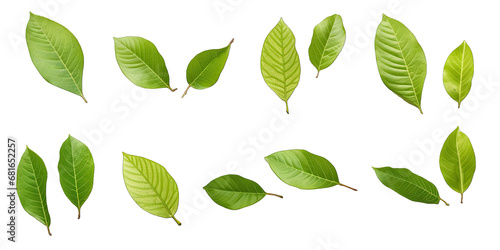Different Beautiful Green Guava Leaves Flying On Transparent Background