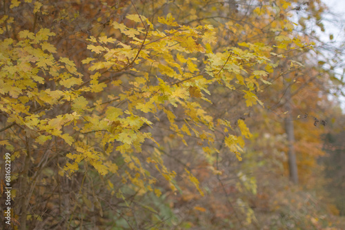 trees with autumnal colors in the mountains