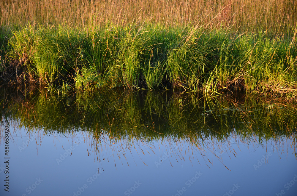 Obraz premium Grass on the lake. A mirror image of grass in the water. Blue water.
