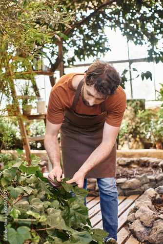 bearded good looking gardener in linen apron examining fresh leaves on bush in greenhouse