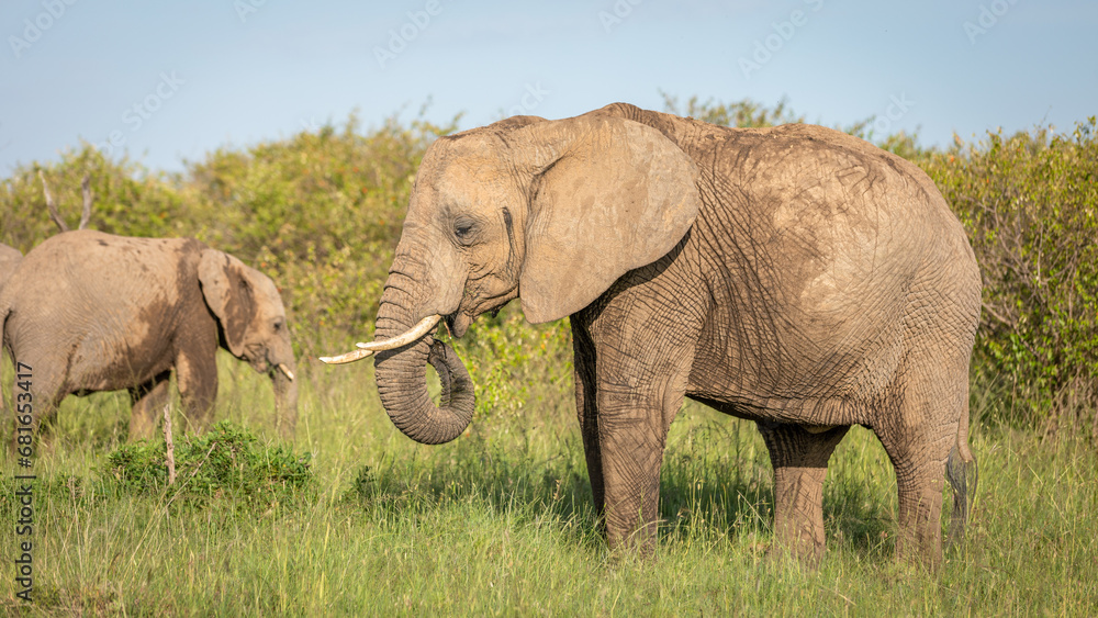 Obraz premium Elephant ( Loxodonta Africana) grazing, Mara Naboisho Conservancy, Kenya.