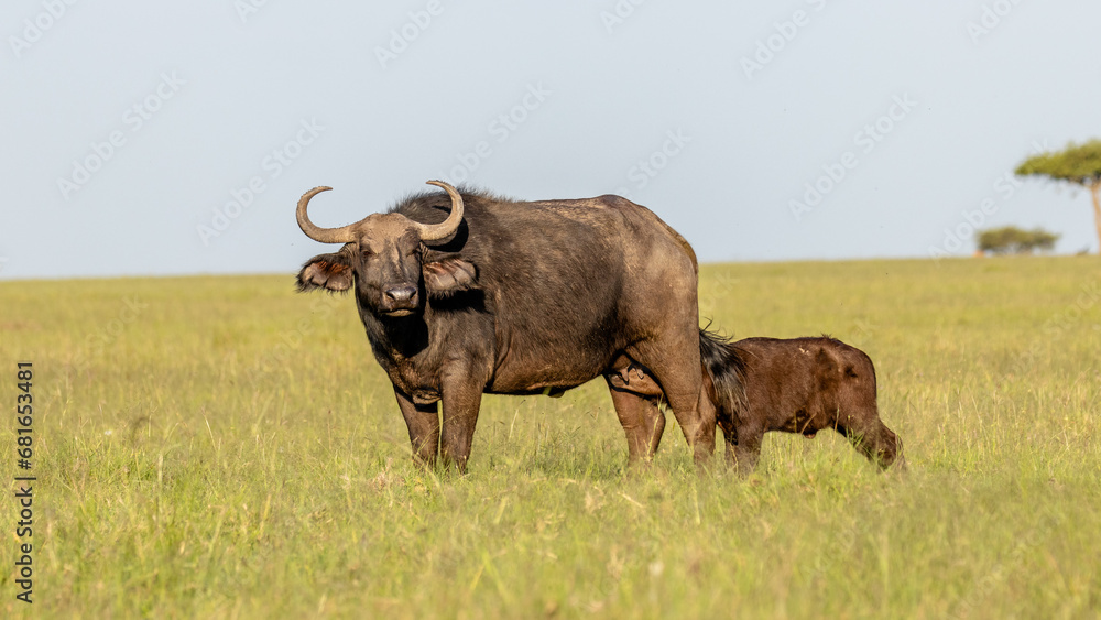 Female cape buffalo with calf ( Syncerus caffer), Mara Naboisho Conservancy, Kenya.