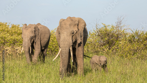 Elephants   Loxodonta Africana  with a calf grazing  Mara Naboisho Conservancy  Kenya.
