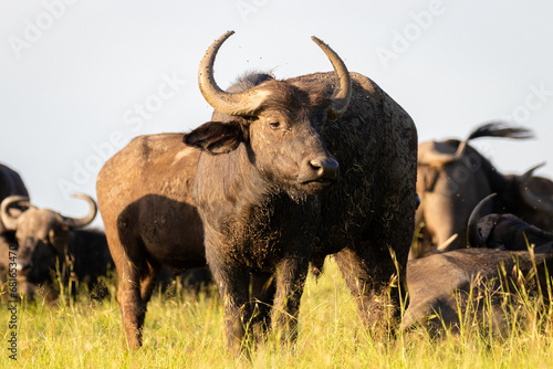 Female cape buffalo   Syncerus caffer  in a herd  Mara Naboisho Conservancy  Kenya.