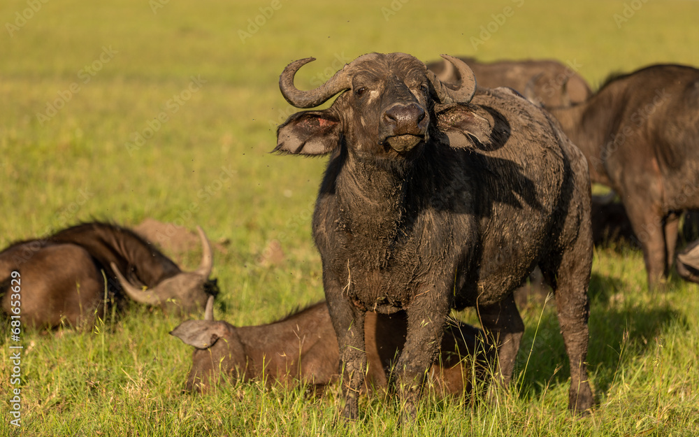 Fototapeta premium Female cape buffalo ( Syncerus caffer) smelling, Mara Naboisho Conservancy, Kenya.