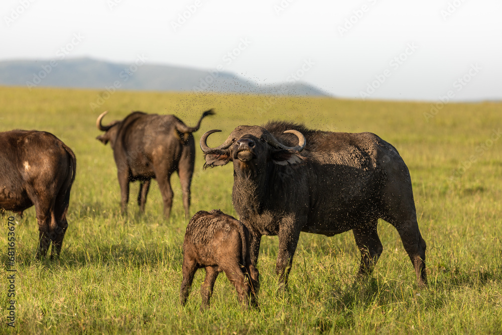Female cape buffalo with calf ( Syncerus caffer), Mara Naboisho Conservancy, Kenya. Female cape buffalo with calf ( Syncerus caffer), Mara Naboisho Conservancy, Kenya.