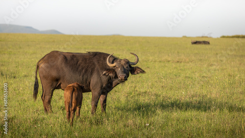 Fototapeta Naklejka Na Ścianę i Meble -  Female cape buffalo with calf ( Syncerus caffer), Mara Naboisho Conservancy, Kenya.