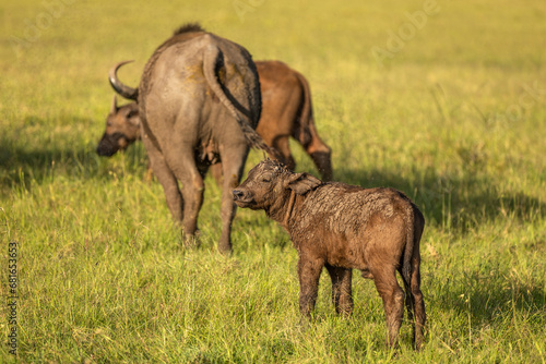 Female cape buffalo with calf   Syncerus caffer   Mara Naboisho Conservancy  Kenya.