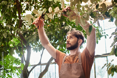 bearded gardener in linen apron cutting branch on tree with gardening scissors in greenhouse photo