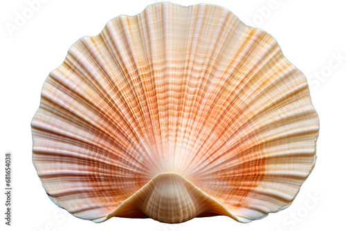 Beautiful Single Full Color Seashells On Transparent Background