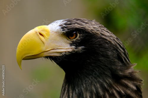  Close-up of a beautiful young bird of prey looking for food  taken in Germany on a sunny day. 