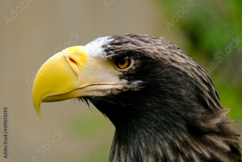  Close-up of a beautiful young bird of prey looking for food, taken in Germany on a sunny day. 