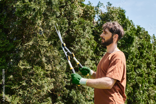 bearded gardener in gloves trimming fir tree with big gardening scissors while working outdoors