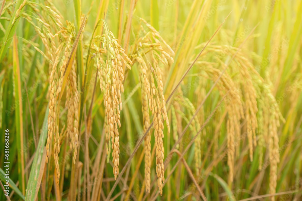Golden Yellow Rice in the Rice Fields Early Morning, Ready for Harvesting Golden Yellow Rice in the Rice Fields Early Morning, Ready for Harvesting