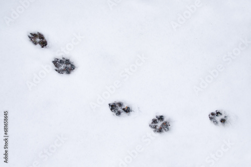 White snow surface with traces of an animal dog, wolf or cat. Winter, cold