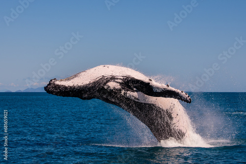 Breaching humpback whale in the Whitsunday Islands Queensland Australia