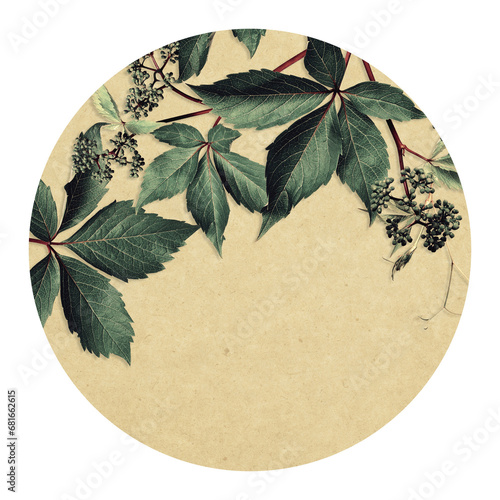 Plant design for round drink coaster, table mat, dining mat, cup mat, greeting card, invitation. Wild grape leaves, vintage style. photo