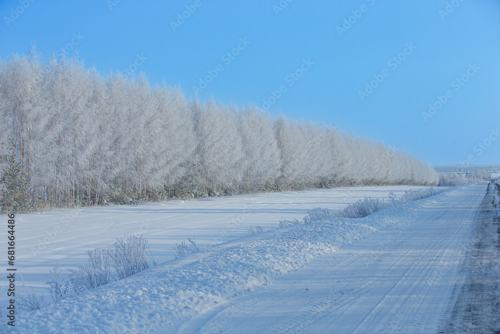 frosty sunny day. Birches and other trees grow along the road. Everything is covered with scintillating hoarfrost. frosty sunny day. Birches and other trees grow along the road. Everything is covered with scintillating hoarfrost.