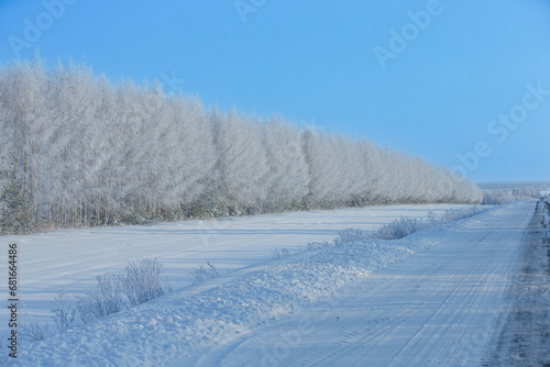 frosty sunny day. Birches and other trees grow along the road. Everything is covered with scintillating hoarfrost.
