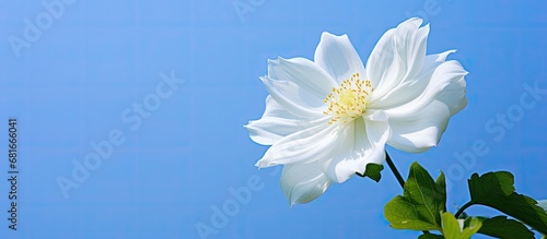 In a lush garden, an isolated white flower with intricate floral patterns stands out against the green background, emanating a luxurious and captivating beauty of nature summer. Its delicate white