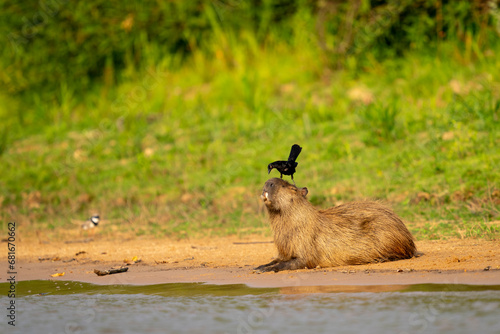 capybara in tropical Pantanal