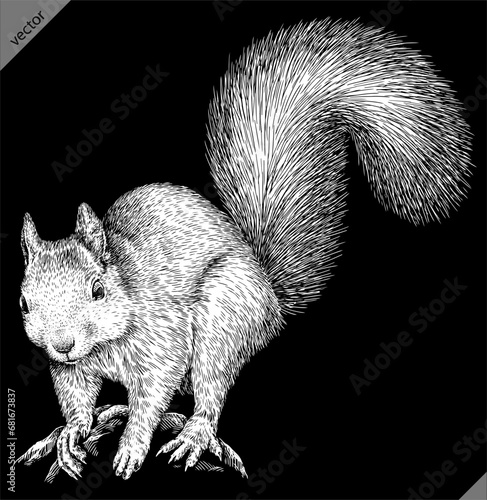 Vintage engraving isolated squirrel set illustration ink sketch. Forest background animal silhouette art. Black and white hand drawn vector image