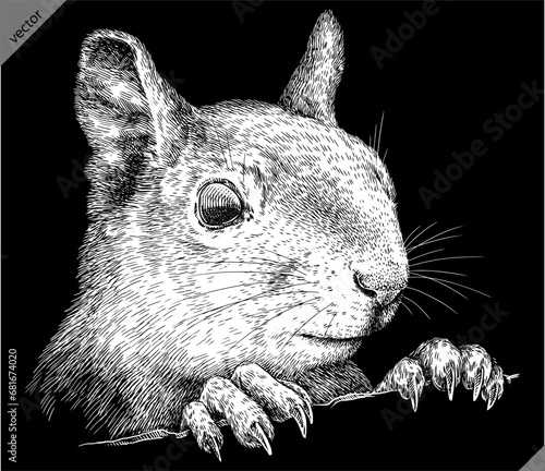 Vintage engraving isolated squirrel set illustration ink sketch. Forest background animal silhouette art. Black and white hand drawn vector image