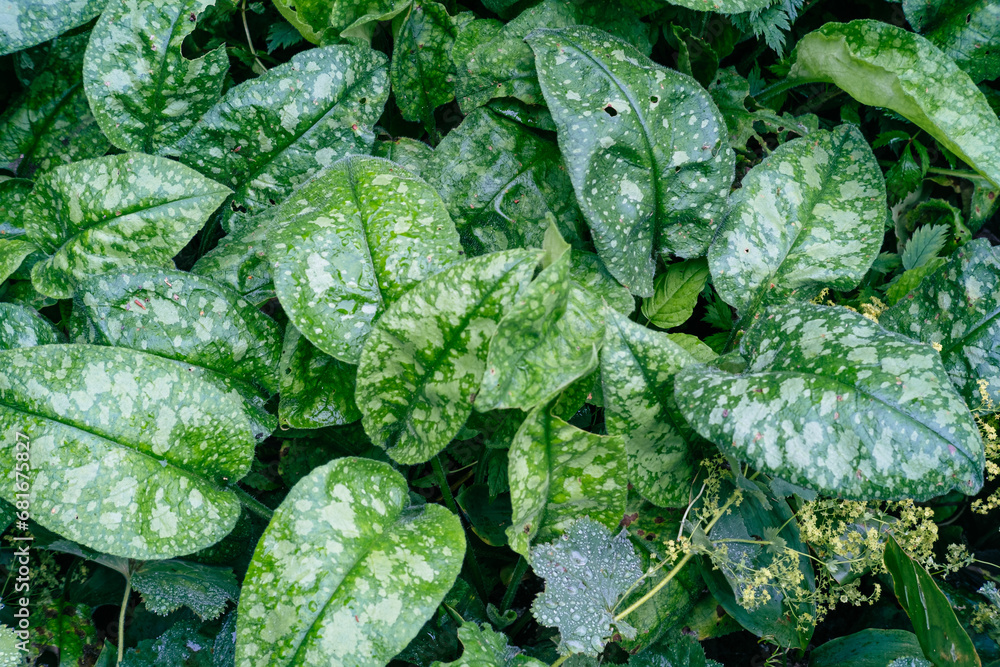 Close-up of vibrant green leaves with water droplets after a summer rain. Close-up of vibrant green leaves with water droplets after a summer rain.