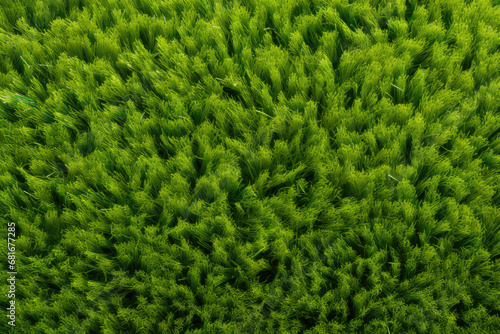 Artificial grass background, top view