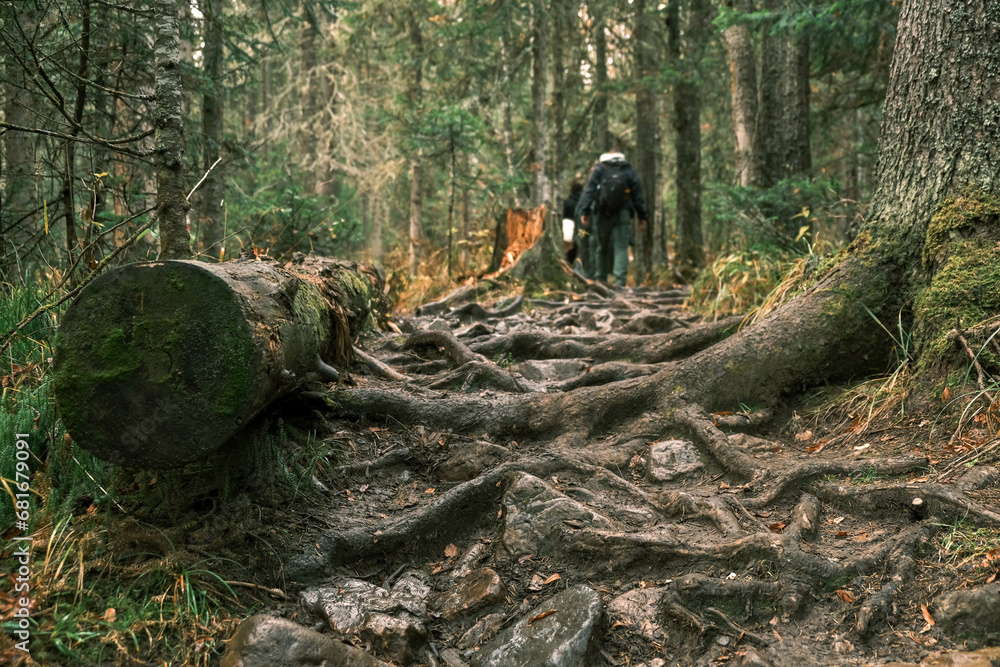 a group of tourists with backpacks go uphill through the forest.Healthy lifestyle a group of tourists with backpacks go uphill through the forest.Healthy lifestyle