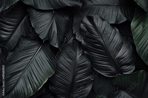 Textures of abstract black leaves for tropical leaf background. Flat lay  dark nature concept  tropical leaf.