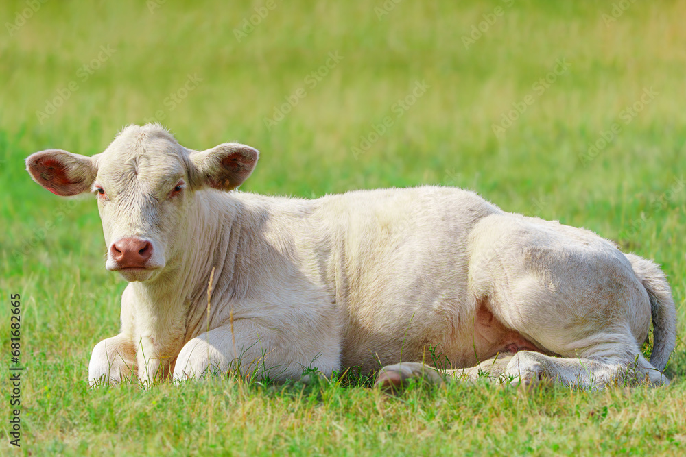 Enjoying the warmth of a sunny summer day, a group of white French meat cows peacefully relax and graze on the vibrant green pasture in the serene countryside Enjoying the warmth of a sunny summer day, a group of white French meat cows peacefully relax and graze on the vibrant green pasture in the serene countryside