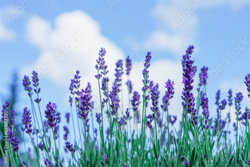 A stunning panoramic view of a vast lavender field in full bloom  featuring vibrant purple flowers  set against a clear blue sky. The idyllic scene evokes a sense of peace and tranquility.