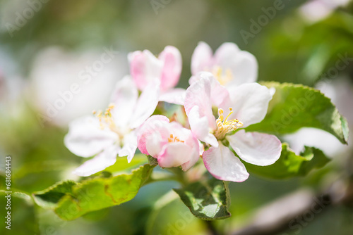 Close up for apple blossom on sunny day