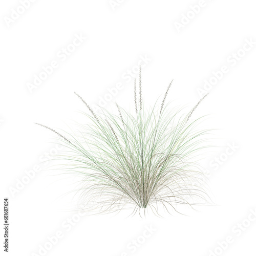 3d illustration of Pennisetum Setaceum bush isolated on black background