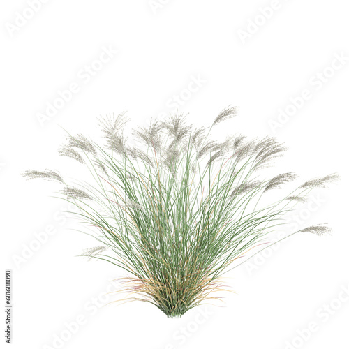 3d illustration of Miscanthus Sinensis bush isolated on transparent background