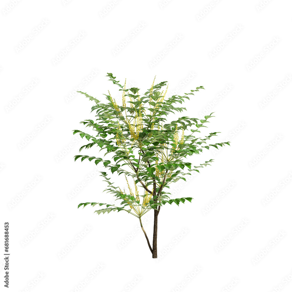 3d illustration of Mahonia confusa tree isolated on transparent background