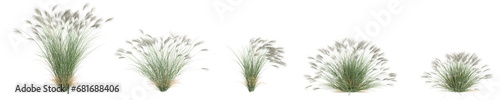 3d illustration of set Miscanthus Sinensis bush isolated on transparent background photo