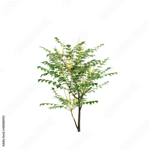 3d illustration of Mahonia confusa tree isolated on transparent background