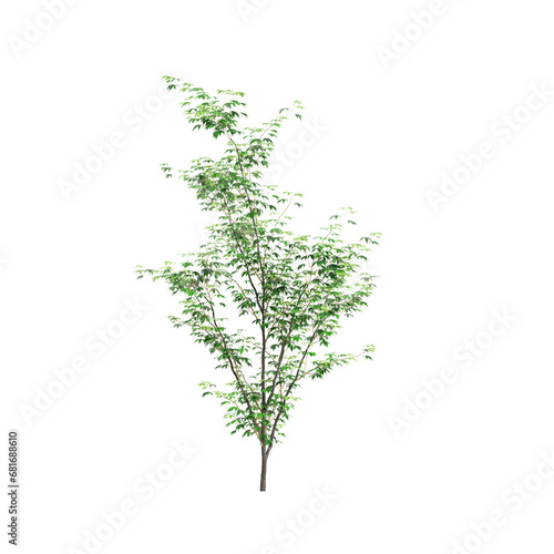 3d illustration of Acer palmatum tree isolated on transparent background