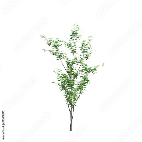 3d illustration of Acer palmatum tree isolated on transparent background